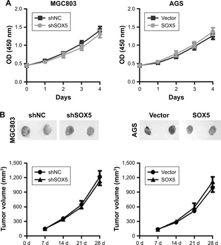 Figure 4 Effects of SOX5 knockdown or overexpression on GC cell growth in vitro and in vivo.Notes: (A) Effects of SOX5 knockdown or overexpression on cell growth by CCK-8 assay in vitro. (B) Representative images of tumors formed in mice injected subcutaneously with GC cells. Tumor volume was measured every 7 days.Abbreviations: SOX5, sex-determining region Y-box protein 5; GC, gastric cancer; CCK-8, Cell Counting Kit-8.