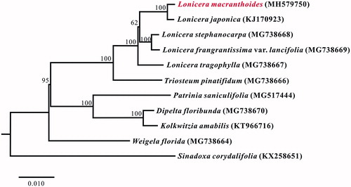 Figure 1. Neighbor-joining (NJ) tree based on the whole chloroplast genome sequences of 12 taxa including Lonicera macranthoides and one outgroup taxon. The whole chloroplast genome sequences were aligned using MAFFT online version (https://mafft.cbrc.jp/alignment/server/) and subjected to generating NJ phylogenetic tree by MEGA v7.0 (Kumar et al. Citation2016). The bootstrap support values (>50%) from 1,000 replicates are indicated in the nodes. Chloroplast genome sequences used for this tree are: Lonicera macranthoides, MH579750; Lonicera japonica, KJ170923; Lonicera stephanocarpa, MG738668; Lonicera frangrantissima var. lancifolia, MG738669; Lonicera tragophylla, MG738667; Triosteum pinatifidum, MG738666; Patrinia saniculifolia, MG517444; Dipelta floribunda, MG738670; Kolkwitzia amabilis, KT966716; Weigela florida, MG738664; Sinadoxa corydalifolia, KX258651 (outgroup).
