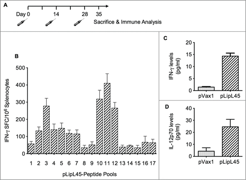 Figure 2. Vaccination regimen and measurement of cellular immune responses. (A) Balb/C mice were immunized intramuscularly 3 times biweekly with 100 μg of pLipL45. Splenocytes were isolated from groups of 2 mice 1 week after the last vaccination. (B) Measurement of IFN-γ levels in pooled splenocytes pLipL45 or pVax1 vaccinated mice. Specifically, splenocytes were stimulated by individual LipL45 peptide pools followed by ELISpot assay analysis, measuring the production of IFN-γ spot forming cells (SFC). Experiments were performed twice with similar results and error bars indicated are the standard error of the mean. (C and D) Direct measurement of IFN-γ   and IL-12 cytokine production by splenocyte cultures from vaccinated mice. Specifically, levels of IFN-γ (C) or IL-12p70 (D) were measured in supernatants from spleen cell cultures of mice vaccinated with pLipL45 or control pVax1 vector and restimulated in vitro with 50 μg of the LipL45 peptide pools. Cytokine production by the unstimulated cells was subtracted from that by the stimulated cells in each experiment. Splenocytes were collected from 4 mice per group one week after the final immunization to detect the levels of IFN-γ and IL-12 p70. The experiment was repeated yielding similar results. Data from 2 independent experiments were included in the analysis. Data are expressed as mean ± SD. Statistically significant differences (P < 0.0001) in levels of the cytokines were apparent, when compared with the negative control.