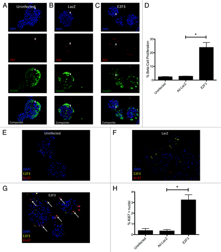 Figure 5.E2F3 induced proliferation in human islets. (A–C) Representative pictures of uninfected (MOI 0) (A) human islets, ad-LacZ infected (MOI 500) (B), and ad-E2F3 infected (MOI 500) (C) cultured in the presence of EdU for 4 d and stained for DNA stained with DAPI (blue), EdU (red), and insulin (green). (D) Quantification of immunohistochemistry for EdU and insulin-positive cells, (*) p = 0.04 (uninfected to ad-LacZ) **P < 0.001 (ad-LacZ to ad-E2F3). % β-cell proliferation represents the number of cells that co-stained for EdU and insulin over the total number of insulin-positive cells. (E–G) White arrows, sample EdU/Insulin positive nuclei. Sample images showing Ki67 and E2F3 staining in uninfected, ad-LacZ and ad-E2F3 infected human islet. Arrows indicate co-stained Ki67-positive and E2F3-positive nuclei. (H) Quantification of Ki67 nuclei. n = 3 islet preparations