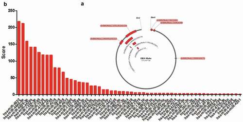 Figure 1. The potential miRNAs interacted with circRNAome of EBV. a. The circRNA location in the EBV genome. b. The potential miRNAs that interacted with circRNAome of EBV. The miRNAs were identified using miRDB database screening. The score was the weighed score according to the binding ability, binding sites of miRNAs and expression abundance of circRNAs in R-resistance RNA-sequencing data.