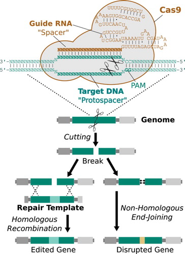 Figure 2. The mechanism by which CRISPR gene drive systems distort inheritance. Adapted from Esvelt et al. (Citation2014).