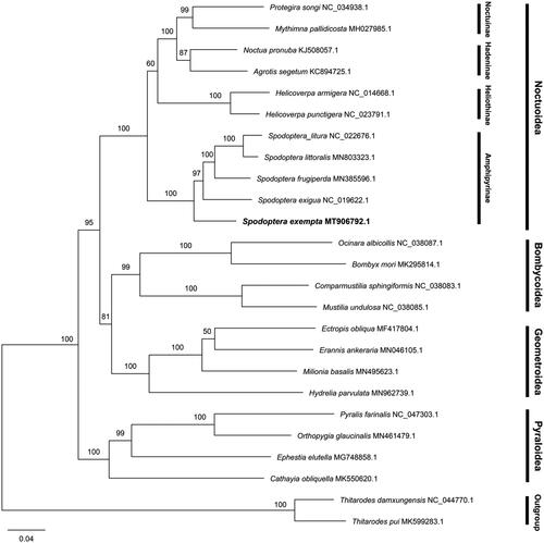 Figure 1. Phylogenetic tree of 25 species based on complete mitogenome. Thitarodes damxungensis and Thitarodes pui were used as outgroups. The numbers above the branches indicate the bootstrap values of the maximum likelihood tree.