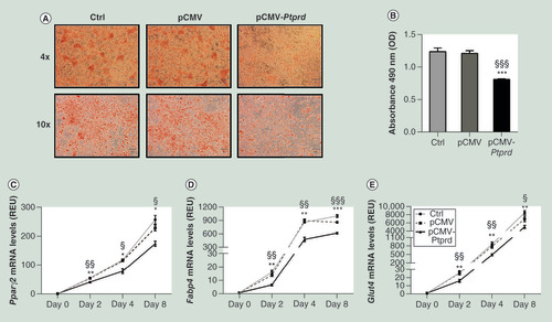 Figure 5. Effect of PTPRD overexpression on differentiation of 3T3-L1 pre-adipocytes.Un-transfected cells (Ctrl) and cells transfected with either the empty vector (pCMV) or the PTPRD expressing vector (pCMV-PTPRD), at differentiation day eight, were stained with Oil Red O and then subjected to phase contrast microscopy. Representative fields are shown in figure A. Lipid quantification (B) was assessed at 490Â nm as described under Materials and methods. Expression levels of PparÎ³2(C), Fabp4(D), and Glut4(E) were assessed by qPCR at the indicated time points. All data are presented as meansÂ Â±Â SD of nÂ = threeÂ independent experiments. Statistical significance was tested by one-way ANOVA followed by Tukey’s multi-comparison test at each indicated time point: *p<0.05; **p<0.01; ***p<0.001 for comparison versus Ctrl cells; Â§p<0.05, Â§Â§p<0.01, Â§Â§Â§p<0.001 for comparison versus pCMV transfected cells.ANOVA: Analysis of variance;Â Ctrl: Control;Â OD: Optical density; pCMV: Cytomegalovirus promoter; qPCR: Quantitative PCR;Â REU: Relative expression units;Â SD: Standard deviation.