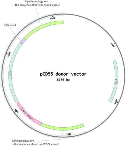 Figure 1. Scheme of the pCD55 donor vector based on pUC57 vector. The donor construct was designed to incorporate into the ULBP1 gene. The hydrolysis site within the ULBP1 gene has been previously described (Zeyland et al. Citation2018, figure 1A).