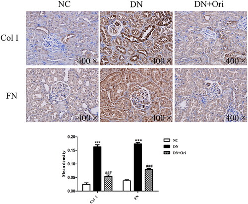 Figure 4. Effects of Ori on renal fibrosis in diabetic rats.Immunohistochemical analysis of Col I and FN expression in kidney tissues. ***p < 0.001 vs. the NC group, ###p < 0.001 vs. the DN group. Col I, collagen I; FN: fibronectin; NC: normal control; DN: diabetic nephropathy; DN + Ori: diabetic nephropathy + oridonin.