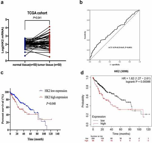 Figure 3. HK2 was up-regulated in the HCC patient. (a) the HK2 mRNA levels of the HCC patients. (b) ROC curve analysis of HCC patients. (c-d) TCGA cohort and Kaplan-Meier Plotter analysis was used to draw the overall survival curve.
