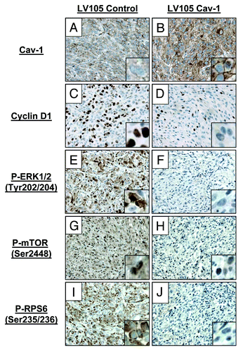 Figure 4. Cav-1-overexpressing tumors show reduced signaling activity in vivo. Immunohistochemical staining of explanted tumors for Cav-1, cyclin D1 and phosphorylated ERK1/2, mTOR and RPS6 (magnification = 60×).