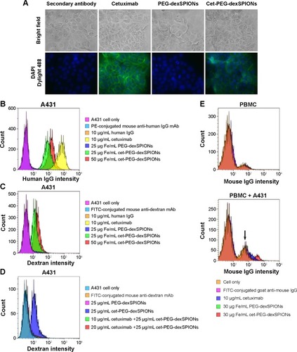 Figure 4 Binding specificity of cetuximab, PEG-dexSPIONs, and cet-PEG-dexSPIONs.Notes: (A) For immunostaining of A431 cells, the cells were incubated with the indicated antibody or particles on ice for one hour. Dylight 488-conjugated anti-human Fcγ antibody was used as the detection antibody for fluorescence imaging. The nuclei of the cells were counterstained with DAPI (blue color). Bright field and merged cell images of Dylight 488/DAPI are shown in the upper and bottom rows, respectively. Images were obtained with a 40× objective lens. (B, C) Flow cytometry analysis of antibodies or nanoparticles specific to A431 cells. A431 cells were incubated with human IgG (negative control), cetuximab (positive control), or the synthesized magnetic probes at the indicated concentrations on ice for one hour. The cells were then stained on ice in the dark with R-PE-conjugated mouse anti-human IgG mAb (B) and fluorescein isothiocyanate-conjugated mouse anti-dextran mAb (C) for one hour to detect the human IgG molecules and dextran-coated magnetic nanoparticles, respectively, on the surface of A431 cells. (D) Competition assay by flow cytometry. The competition assay was performed as described in (C) except that A431 cells were treated on ice for one hour with 10 or 20 μg/mL cetuximab prior to treatment with the iron oxide nanoparticles. (E) Flow cytometry results showing that cet-PEG-dexSPIONs specifically targeted A431 that was spiked into PBMCs (105 A431 cells were spiked into 106 PBMCs). Fc receptors on the surface of PBMCs were blocked with FcR blocking reagents at 4°C for 20 minutes, and the cells were then incubated with cetuximab (positive control) or the synthesized magnetic probes at the indicated concentrations on ice for one hour. The cells were then immediately stained on ice in the dark with fluorescein isothiocyanate-conjugated goat anti-mouse IgG secondary antibody for an additional 30 minutes to detect cetuximab molecule binding to the surface of A431 cells. The arrow indicates the signal for unstained A431 cells.Abbreviations: cet, cetuximab; DAPI, 4′,6-diamidino-2-phenylindole; dex, dextran; Ig, immunoglobulin; PEG, polyethylene glycol; SPIONs, superparamagnetic iron oxide nanoparticles; PBMCs, peripheral blood mononuclear cells; PE, phycoerythrin; mAb, monoclonal antibody.