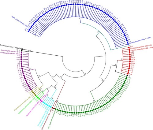 Figure 5 Phylogenetic tree constructed using 28S rRNA gene sequences of 176 isolated yeasts strains along with homologous sequences from type strains of closest match in GenBank. The evolutionary history was inferred using the NJ method. The optimal tree with the sum of branch length = 1.29 shown. The evolutionary distances were computed using the Kimura 2-parameter method and are in the units of the number of base substitutions per site. The analysis involved 190 nucleotide sequences. There were a total of 694 positions in the final dataset. Evolutionary analyses were conducted in MEGA7.