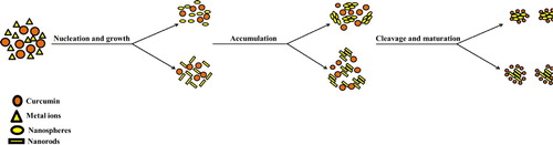 Figure 3. Illustration of the reduction potential of the biomolecules.