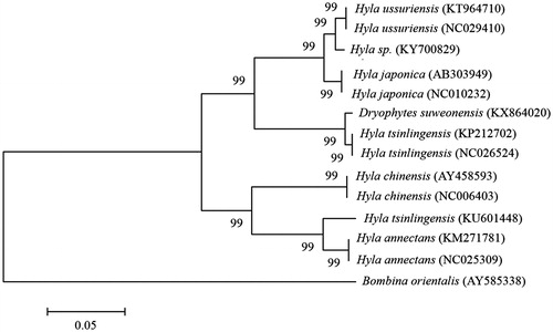 Figure 1. Phylogeny of H. sp and other related species based on complete mitochondrial genome sequences. The complete mitochondrial genomes were downloaded from GenBank and the phylogenetic tree is constructed by a neighbour-joining method with 1000 bootstrap replicates containing the full genomes of 13 species derived from Hyla and Dryophytes. B. orientalis was used as an outgroup for tree rooting. GenBank accession numbers of each mitochondrial genome sequence are given in the bracket after the species name.