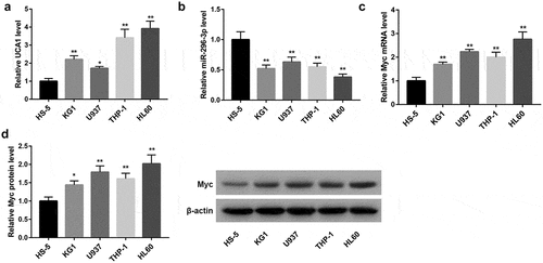 Figure 1. Expression of UCA1, miR-296-3p, and Myc in human AML cells. qRT-PCR analysis of (a) UCA1 expression, (b) miR-296-3p expression, and (c) Myc mRNA expression, and (d) western blot analysis of Myc protein level in human AML cells (KG1, U937, THP-1, and HL60) and normal HS-5 bone marrow cells. *P < 0.05, **P < 0.01, vs. HS-5.
