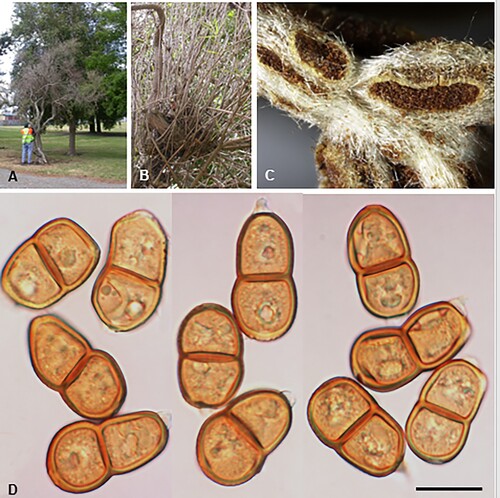 Figure 20. Puccinia oleariae-solandri on Olearia solandri: A, B, Infected tree (Credit: B Doherty, Target Pests). C, Uredinia. D, Teliospores. Scale bar = 20 μm.