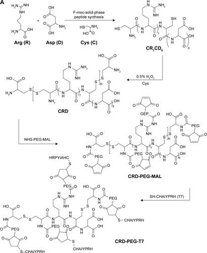 Figure 3 (A) Synthesis of CRD-PEG-T7 and 1H-NMR spectra of (B) CRD, (C) CDR-PEG, and (D) CRD-PEG-T7 in D2O at 600 mHz.Abbreviations: Arg, arginine; Asp, aspartic; CRD, disulfide cross-linked arginine-aspartic acid peptide; CRD-PEG, conjugates of bifunctional PEG and disulfide cross-linked arginine-aspartic acid peptide; CRD-PEG-T7, disulfide bonds cross-linked arginine-aspartic acid peptide modified with peptide T7; Cys, L-cysteine hydrochloride monohydrates.