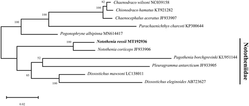 Figure 1. Maximum likelihood (ML) tree for Notothenia rossii within the suborder Notothenioidei. The scientific name and GenBank accession number were shown for each species.