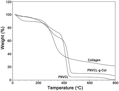 Figure 9. TGA curves of (A) PNVCL, (B) collagen, and (C) PNVCL-g-Col.