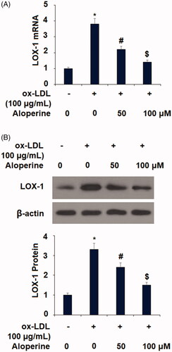 Figure 5. Aloperine reduced ox-LDL-induced expression of LOX-1 in HUVECs. Cells were cultured with ox-LDL (100 µg/mL) with or without aloperine (50,100 μM) for 6 h. (A). mRNA of LOX-1; (B). Protein of LOX-1 (*, p < .01 vs. vehicle group; #, p < .01 vs. ox-LDL treatment group; $, p < .01 vs. ox-LDL + 50 μM aloperine group).