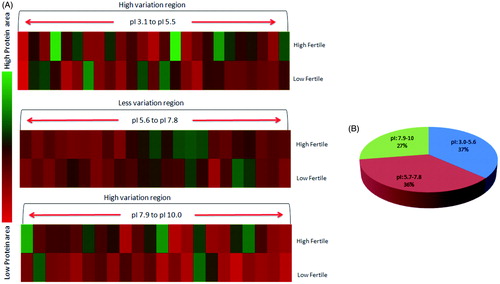 Figure 3. 2DE-protein mapping of spermatozoa showing differential expression profile between high and low fertile groups. (A) Different pH gradients were analyzed (pH 3.1–5.6, 5.7–7.8 and 7.9–10.0), proteins areas under pH 5.7–7.8 was less varied compared to other pH gradients. (B) Spermatozoa proteomic distribution as per pI nature of proteins.