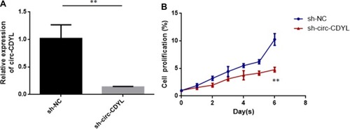 Figure 2 Circ-CDYL knockdown inhibited MCL cell proliferation. (A) Relative expression of circ-CDYL in MCL cells (Z138) transfected with sh-circ-CDYL or sh-NC (negative control). (B) Cell proliferation was quantified in MCL cells using the CCK8 kit. **p < 0.01.