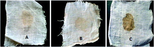 Figure 7. Destaining of blood-stained cloth by crude keratinases. Note: Destaining blood by the wild-type strain after 3 h of incubation (A), by the mutant strain after 2 h of incubation (B) vs. a control (C) incubated in water.
