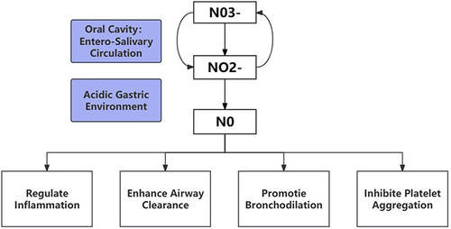 Figure 1 Dietary Nitrate Metabolism. The nitrates present in beetroot juice are reduced to nitrite by commensal facultative anaerobic bacteria in the oral cavity, participating in the entero-salivary circulation of nitrates. Nitrite undergoes protonation to form nitric oxide (NO) in the acidic gastric environment. NO plays a role in modulating inflammation, enhancing airway clearance, promoting bronchodilation, and inhibiting platelet aggregation, among other physiological functions.