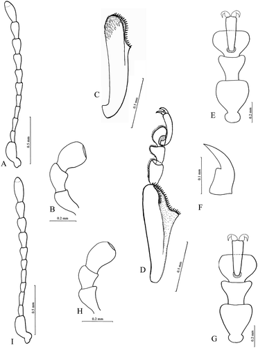Figure 2 Gonioctena theae n. sp., Holotypus ♂: A, left antenna; B, maxillary palp; C, fore right tibia; D, mid right tibia and tarsus; E, fore right tarsus; F, tarsal claw. Gonioctena theae n. sp., Paratypus ♀: G, fore right tarsus; H, maxillary palp; I, left antenna.