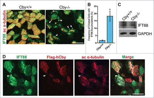 Figure 2. IFT88, a subunit of the IFT-B sub-complex, accumulates in Cby−/− tracheal ciliated cells. (A) Confocal images of Cby+/+ and Cby−/− MTECs at ALId21 colabeled for IFT88 (green) and the basal body/axonemal marker acetylated (ac) α-tubulin (red). Arrowheads indicate IFT88 accumulations in Cby−/− ciliated cells. Scale bar: 20 µm. (B) Quantification of frequency of ciliated cells with IFT88 accumulations in ALId21 Cby+/+ and Cby−/− MTECs. Greater than 250 ciliated cells were counted from each of 4 individual MTEC preparations. Data presented as means ± SEM. *, p<0.05. (C) Western blot analysis of IFT88 and GAPDH (loading control) from ALId21 Cby+/+ and Cby−/− MTEC lysates. No differences in IFT88 protein expression were observed. (D) Confocal images show ALId21 Cby−/− MTECs that were infected with lentiviruses that express Flag-tagged full-length human Cby (hCby) and were immunostained for IFT88 (green), Flag-hCby (red), and ac α-tubulin (magenta). Uninfected Cby−/− ciliated cells displayed IFT88 accumulations (arrowheads) while lentivirus-mediated expression of Flag-hCby rescued such accumulations. Scale bar: 20 µm.
