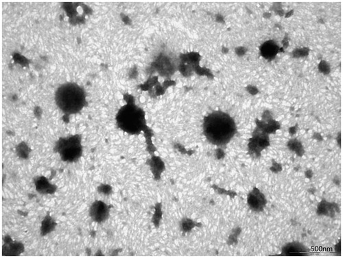 Figure 3. TEM of LMWH-loaded TCS/HP-55 nanoparticles.