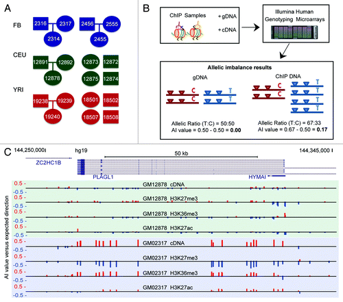 Figure 1. AS-ChIP reveals high resolution maps of allelic imbalance for 5 histone modifications (A) Twenty cell lines from 3 cohorts comprising 2 distinct cell-types, 2 ancestral populations and 3 parent-child trios underwent AS-ChIP analysis. Fibroblast (FB) cell-lines came from 2 trios of Caucasian ancestry. LCL cell-lines came from 2 ‘1000 Genomes’ populations, CEU (Utah residents of European ancestry) and YRI (Individuals of Yoruban ancestry in Ibadan, Nigeria). From each of these two populations we selected 1 trio and 4 unrelated children (for which all parents’ phased genotypes were available for phasing). Ovals indicate females and rectangles indicate males. (B) Chromatin immunoprecipitation for each of the 5 histone modifications: H3K4me1 (enhancer), H3K4me3 (promoter), H3K27me3 (inactive chromatin), H3K27ac (active chromatin), H3K36me3 (transcriptional elongation). ChIP samples were run along with cDNA and gDNA from each cell-line, on high density Illumina genotyping arrays, covering ~4.4 million common SNPs. By assessing the signal ratio coming from the X and Y channel for each SNP we were able to calculate allelic imbalance values for heterozygous SNPs. (C) An example of AS-ChIP AI data for the paternally-expressed imprinted gene PLAGL1 in the fibroblast cell-line GM02456, shown on the UCSC genome browser track. Red upwards bars correspond to AI in favor of the paternal allele at the given SNP, with blue bars indicating AI in favor of the maternal allele.