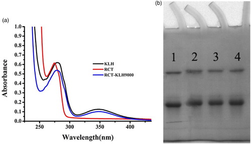 Figure 2. (a) UV–VIS spectra of RCT immunogen (RCT-EDC-KLH); (b) polyacrylamide gel electrophoresis image of coating antigens (1: OVA; 2: RCT:OVA = 60; 3: RCT:OVA = 80; 4: RCT:OVA = 100 M(RCT) : M(OVA)).