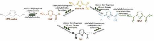 Figure 2. Green synthesis of HMF into FDCA through enzymes