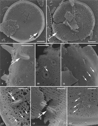 Figs 7–14. Conticribra tricircularis sp. nov., SEM, internal view of valve. Specimens from the Pliocene sediment from Trout Creek (Oregon, USA). Figs 7, 8. Internal view of valve surface, showing non-plicated valve face, semi-continuous cribra and three regular rings of marginal fultoportulae. Note absence of valve face fultoportula(e). Figs 9–11. Processes (arrow R: rimoportula; arrow: marginal fultoportulae), semi-continuous cribra on valve face and continuous cribra on valve mantle. Fig. 9. Raised rimoportula replacing marginal fultoportulae, externally opened by elongated, spine-like tube, internally oriented along valve radius. Figs 10, 11. Details of marginal fultoportulae: slightly elongated central tube possessing satellite pore cover (arrow C) and four cowlings. Note hyaline area in process zone. Figs 12–14. Partly dissolved valves with processes (arrow R: rimoportula; arrow: marginal fultoportulae), semi-continuous cribra on valve face and continuous cribra on valve mantle. Scale bars: 5 µm (Figs 7, 8); 1 µm (Figs 9, 11, 12, 14); 0.5 µm (Figs 10, 13).