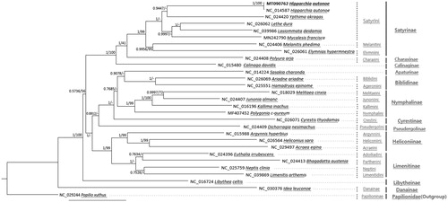 Figure 1. Bayesian inference (1,000,000 generations) and maximum likelihood (1,000 bootstrap repeats) phylogenetic trees based on 28 Nymphalidae mitochondrial genomes: Hipparchia autonoe (MT090762 in this study and NC_014587), Lethe dura (NC_026062), Ypthima akragas (NC_024420), Lasiommata deidamia (NC_039986), Mycalesis francisca (MN242790), Melanitis phedima (NC_024406), Elymnias hypermnestra (NC_026061), Polyura arja (NC_024408), Calinaga davidis (NC_015480), Sasakia charonda (NC_014224), Ariadne ariadne (NC_026069), Hamadryas epinome (NC_025551), Melitaea cinxia (NC_018029), Junonia almana (NC_024407), Kallima inachus (NC_016196), Polygonia c-aureum (MF407452), Cyrestis thyodamas (NC_026071), Dichorragia nesimachus (NC_024409), Argynnis hyperbium (NC_015988), Heliconius sara (NC_026564), Acraea egina (NC_029497), Euthalia irrubescens (NC_024396), Bhagadatta austenia (NC_024413), Neptis clinia (NC_025759), Limenitis arthemis (NC_039869), Libythea celtis (NC_016724), Idea leuconoe (NC_030376), and one Papilionidae species, Papilio xuthus (NC_029244) as an outgroup. Phylogenetic tree was drawn based on Bayesian inference tree. The numbers above branches indicate posterior probability of Bayesian inference tree and bootstrap support value of maximum likelihood phylogenetic tree, respectively. Tribe names are displayed as light gray color and subfamily names were written as dark gray color.