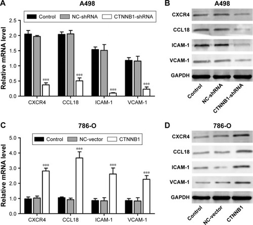 Figure 5 Effect of CTNNB1 on protein expressions. After treatment of A498 (A and B) and 786-O (C and D) with pLKO.1-EGFP-CTNNB1-shRNA vector (CTNNB1-shRNA) or pLKO.1-EGFP-CTNNB1 vector (CTNNB1), the expressions of CXCR4, CCL18, ICAM-1, and VCAM-1 were measured by real-time PCR and Western blot, as described in “Materials and methods.” Representative pictures of three independent studies are shown. Data are presented as mean ± SD. ***P<0.001 compared with control groups.