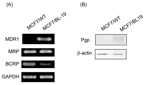 Figure 1.  Expression of p-glycoprotein in MCF-7/WT and MCF-7/Pgp cells. (A) Expression of Pgp, MRP1 and BCRP mRNA in MCF-7 cells was determined by semi-quantitative RT-PCR, with GAPDH mRNA serving as a loading control. (B) Immunoblot analysis of Pgp protein expression in cells. Immunoblotting with an antibody to β-actin was used to ensure equal loading of proteins in each lane.
