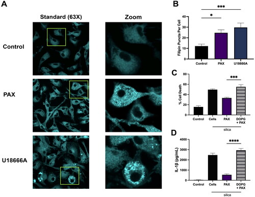 Figure 4. Lysosomal cholesterol is necessary for PAX’s reduction of silica-induced IL-1β release. Data expressed as mean ± SEM. (A) Representative images BMdM treated with PAX (10 μM) or U18666A (10 μg/mL) for 24 h prior to filipin staining. (B) Quantification of filipin-stained free cholesterol puncta per cell using Image J. n = 7. * p < 0.05 and *** p < 0.001 compared to untreated BMdM as determined by one way ANOVA with Dunnett’s multiple comparisons test. (C) LDH and (D) IL-1β in supernatants of BMdM treated with DOPG for 1 h prior to PAX and silica for 24 h. n = 4. *** p < 0.001 and **** p < 0.0001 compared to PAX + silica treated as determined by one-way ANOVA with Dunnett’s multiple comparisons test.