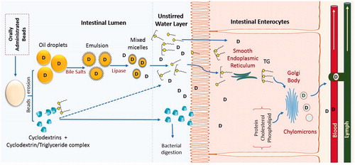 Figure 7. Schematic diagram of mechanisms of intestinal drug absorption from beads.