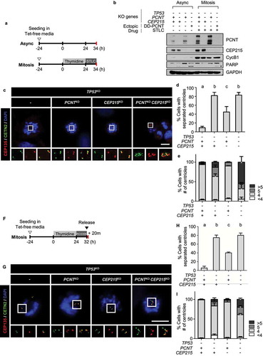 Figure 3. Precocious centriole separation and amplification of the triple KO cells during M phase (a) Timeline for preparation of prometaphase cells. The KO cells were treated with thymidine for 24 h followed by STLC for 10 h. (b) Immunoblot analyses were performed with antibodies specific to PCNT, CEP215, cyclin B1, and GAPDH. (c) The cells were subjected to coimmunostaining analysis with the CETN2 (green) and CEP135 (red) antibodies. Nuclei were stained with DAPI (blue). Scale bar, 10 μm. (d) The number of cells with separated centrioles were counted. (e) The number of centrioles per cell were counted. (f) Timeline for the preparation of naturally dividing prometaphase cells. The triple KO cells were treated with thymidine for 24 h, followed by RO3306 for 8 h, and released for 20 min. (g) The cells were subjected to coimmunostaining analysis with the CETN2 (green) and CEP135 (red) antibodies. Nuclei were stained with DAPI (blue). Scale bar, 10 μm. (h) the number of cells with separated centrioles were counted. (i) The number of centrioles per cell were counted (D, E, H, I). Greater than 30 cells per group were analyzed in three independent experiments. Values are means and SEM. The statistical significance was analyzed using one-way ANOVA (d, h) and t-test compared to the control within the same group (e, i). (P < 0.05)