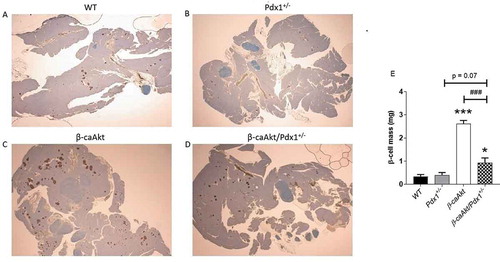 Figure 2. PDX1 deficiency limits β-cell mass expansion induced by Akt. (A-D) Representative pancreatic morphology in WT, pdx1+/-, β-caAkt and β-caAkt/pdx1+/- mice stained for insulin (red) and counterstained with hematoxylin (blue). (E) β-cell mass quantification performed at 10 weeks of age. * p < .05 and *** p < .001 compared to WT. ### p < .001 compared to β-caAkt. N = 4.