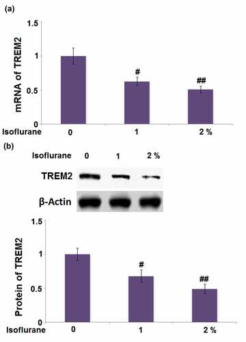 Figure 7. Isoflurane reduced the expression of TREM2 in BV2 microglia cells. Cells were stimulated with 1% and 2% Isoflurane for 24 hours. (a). mRNA of TREM2; (b). Protein of TREM2 (#, ##, P < 0.05, 0.01 vs. vehicle group)