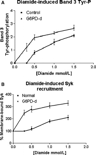 Figure 2.  Effect of increasing diamide concentration on membrane band 3 Tyr-phosphorylation (panel A) and Syk recruitment to membranes (panel B). Normal (▪) and G6PD-deficient (▴) erythrocytes incubated with 0, 0.3, 0.5, 1 and 1.5 mmol L−1 diamide, respectively. Membranes (10 µg) recovered as described in the Methods, were analyzed by Western blotting and immunorevealed with anti-P-Tyr (panel A), anti-Syk (panel B) or anti-SHP-2 (not shown but represented by panel B) antibodies, and the corresponding stains were counted in a densitometer. For the band 3-Tyr-P evaluation an arbitrary unit was chosen, whereas for enzyme recruitment, the amount of each enzyme in resting cells was used as 100% value. Results are mean of three separate experiments, with three normal and three deficient erythrocytes.