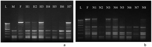 Figure 11. Molecular fingerprinting of F244 progenies resulting through a. Artificial pollination using ISSR primer UBC 809, b. Naturally pollinated, using ISSR primer UBC 809. (L- marker DNA, M- male parent (M214), F- female parent (F244), H1-H7- artificially pollinated F1 progenies and N1 to N8- naturally pollinated F1 progenies).
