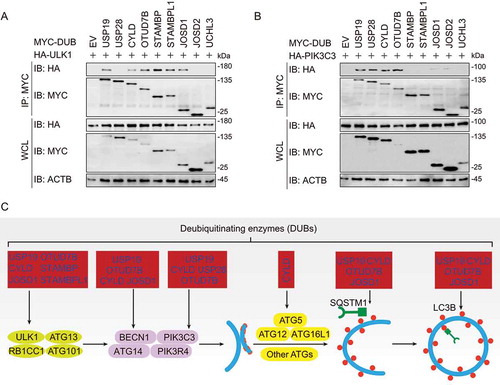 Figure 3. DUBs target different key components of autophagy. (a-b) Immunoblot analysis of extracts of HEK293 T cells transfected with plasmids encoding HA-ULK1 (a) or HA-PIK3C3 (b) and MYC-DUBs chosen in Figure 2, followed by IP with anti-MYC beads and immunoblot detection with anti-HA. (c) Summary of interactions between DUBs and key components in autophagy. The corresponding data are shown in Fig. S3A-D. Data are representative of three independent biological experiments