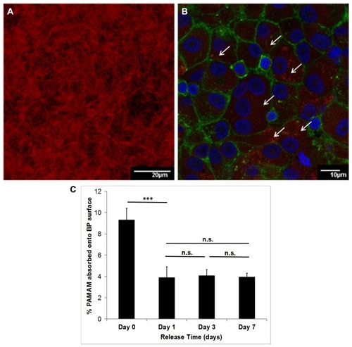 Figure 8 Confocal microscopy of the buckypaper incubated with PAMAM dendrimer labeled with rhodamine B isothiocyanate (10% w/w). The red filaments confirm the attachment of the polymer to the surface (A) (200× magnification). The osteoclasts membrane was stained with phalloidin-FITC and the multinucleated nuclei with Hoechst, which allows distinguishing the osteoclasts from their precursors (B). The red spots (indicated by white arrows) confirm the presence of PAMAM within the cells that is released progressively. Quantification of PAMAM absorbed onto BP surface (expressed as percentage in weight) (***= p-value<0.001; n.s= not significant) (C).