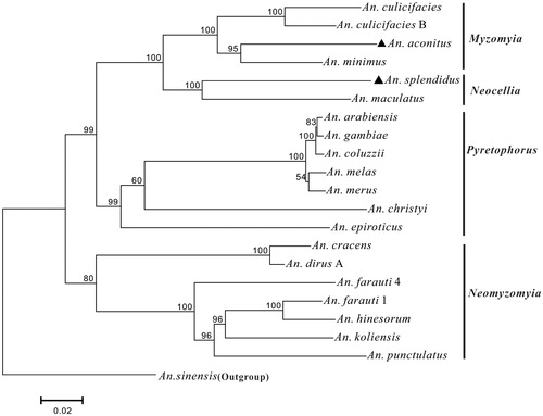 Figure 1. The phylogenetic relationships of 20 species in the subgenus Cellia constructed by maximum likelihood based on nucleotide sequences of 13 PCGs. The bootstrap values larger than 50% are denoted on the corresponding nodes. Species names with GenBank mitogenome accession numbers in bracket: An. culicifacies (NC028216), An. culicifacies B (NC027502), An. aconitus (KX887320), An. minimus (KT895423), An. splendidus (KX887321), An. maculatus (NC028218), An. arabiensis (NC028212), An. gambiae (NC002084), An. coluzzii (NC028215), An. melas (NC028219), An. merus (NC028220), An. christyi (NC028214), An. epiroticus (NC028217), An. cracens (JX219733), An. dirus A (JX219731), An. farauti 4 (JX219735), An. farauti 1 (JX219741), An. hinesorum (JX219734), An. koliensis (JX219743), An. punctulatus (JX219738), An. sinensis (MF322628).