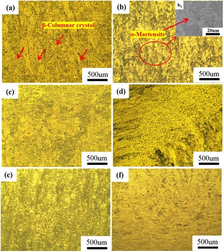 Figure 4. Metallographic structure of the SLM-formed Ti6Al4 V and TiC/Ti6Al4 V composites with different deformation amounts at 900°C and 1s−1 strain rate: (a) undeformed Ti6Al4 V; (b) undeformed TiC/Ti6Al4 V composite; (b1) local magnification of Figure 4b; (c) 15% Ti6Al4 V deformation; (d) 60% Ti6Al4 V deformation; (e) 15% TiC/Ti6Al4 V deformation; (f) 60% TiC/Ti6Al4 V deformation.