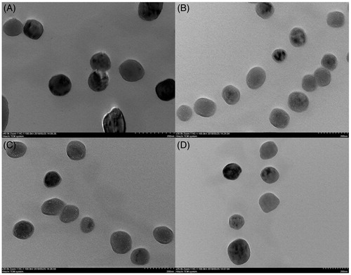 Figure 3. TEM images of RVG29-Nano-BAP85 (A), RVG29-Nano-BA (B), Nano-BAP85 (C), and Nano-BA (D).