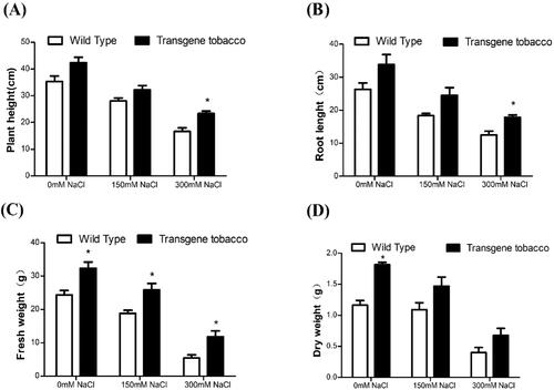 Figure 6. Growth status of T3 generation transgenic tobacco and wild-type tobacco under different salt concentrations. Comparison of plant height (A), root length (B), dry weight (C) and fresh weight (D) between transgenic tobacco and wild-type tobacco.