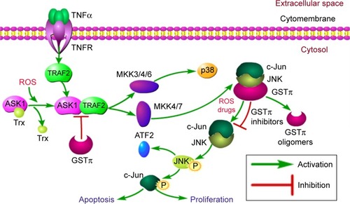 Figure 4 Ligand-binding properties of JNK and TRAF2.